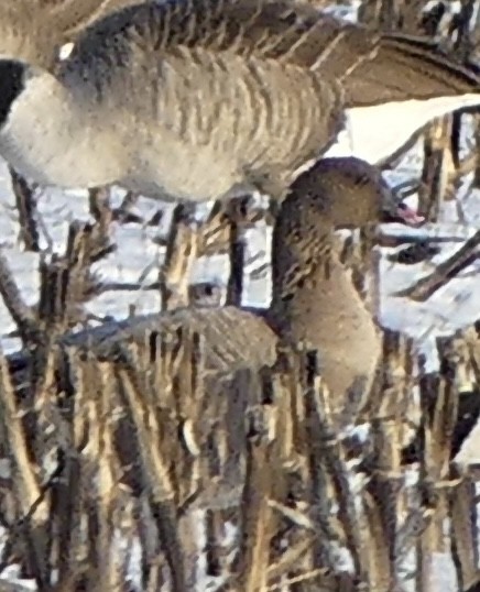 Pink-footed Goose - ML646321117