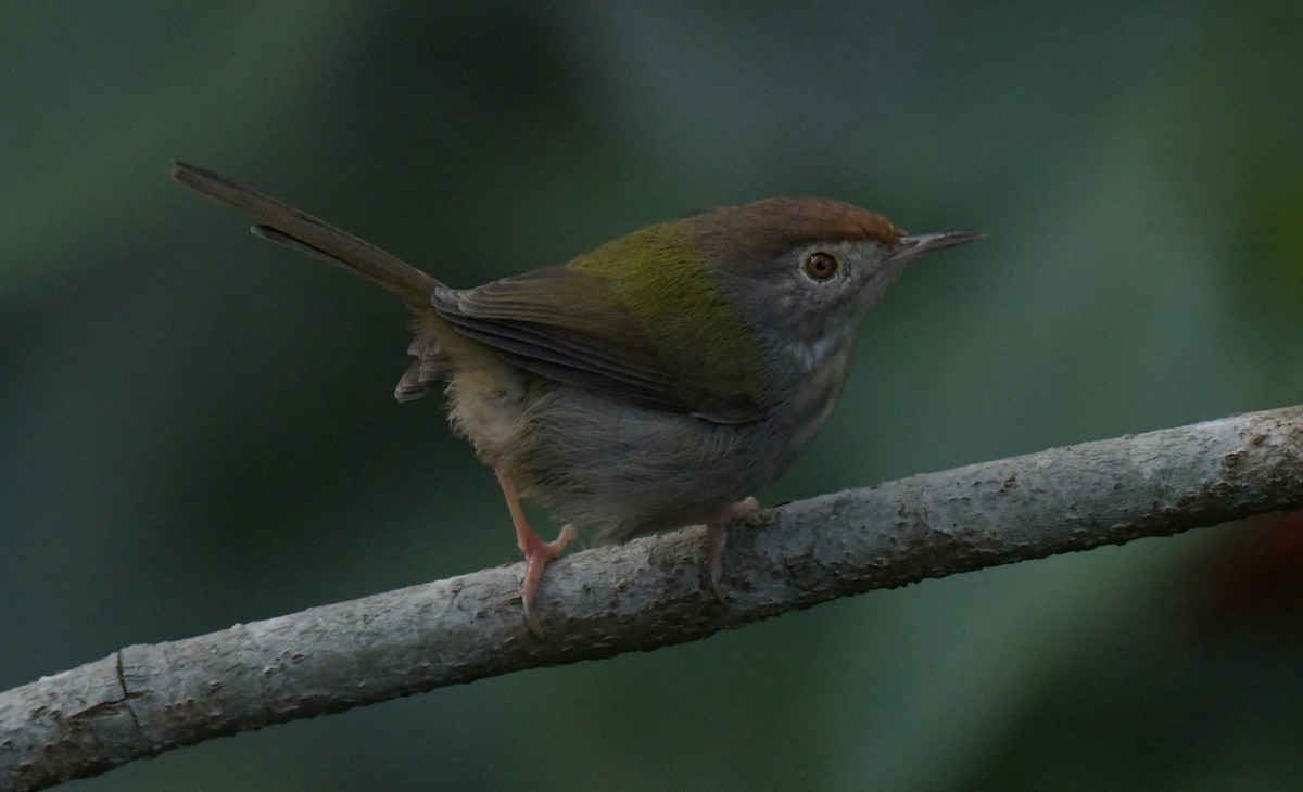 Terzikuşu - ML646321136