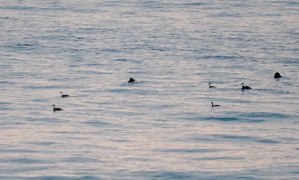 ミミカイツブリ - ML646321137