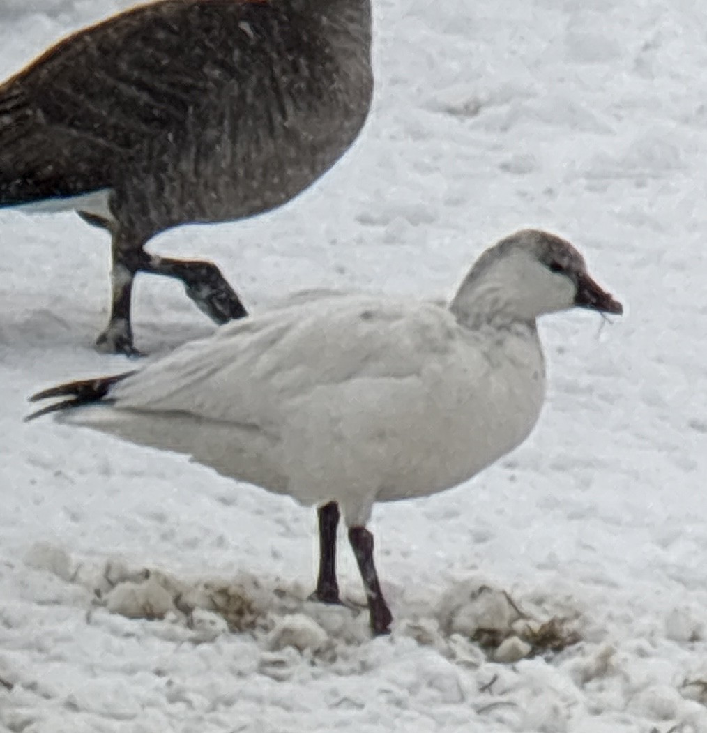 Snow/Ross's Goose - ML646321138