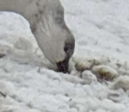 Snow/Ross's Goose - ML646321139