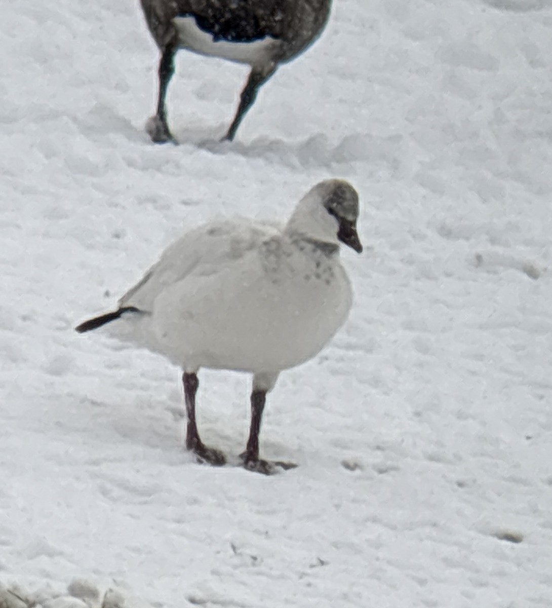 Snow/Ross's Goose - ML646321140