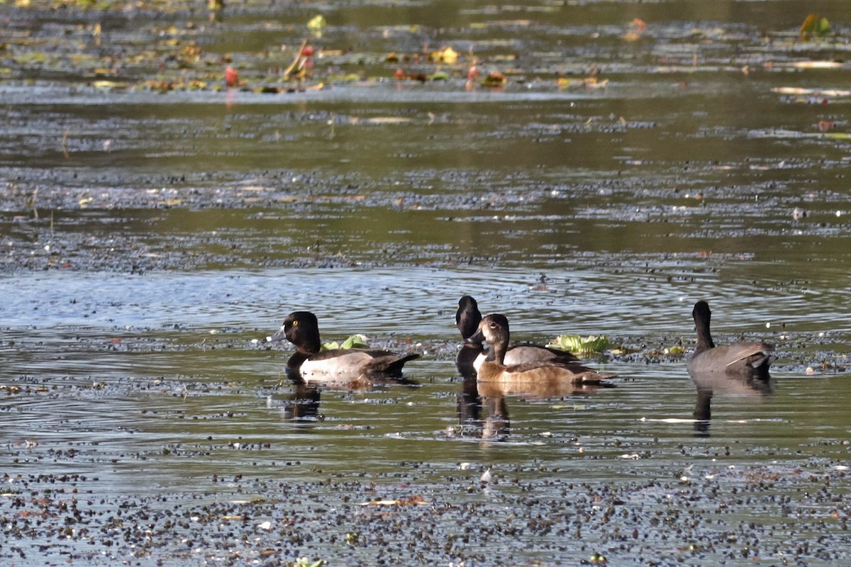 Ring-necked Duck - ML646321141