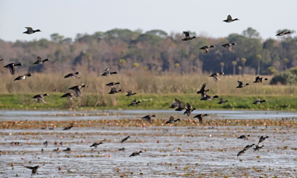 Ring-necked Duck - ML646321142