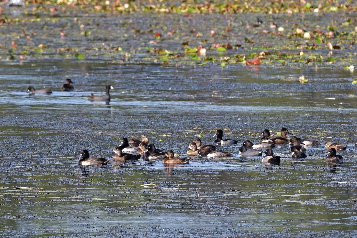 Ring-necked Duck - ML646321143