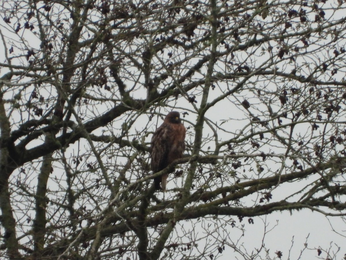 Red-tailed Hawk - ML646321145