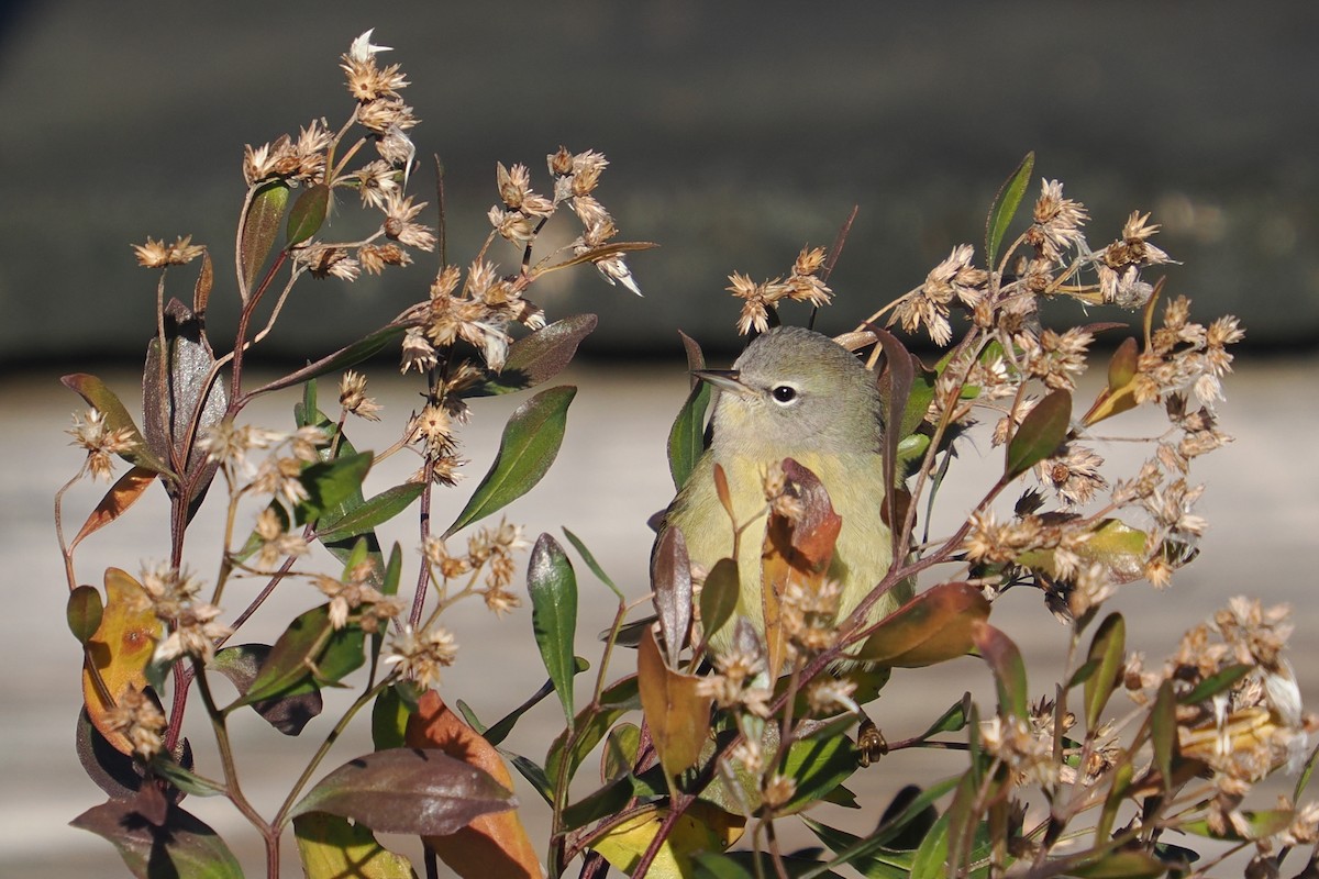 Orange-crowned Warbler - ML646321156