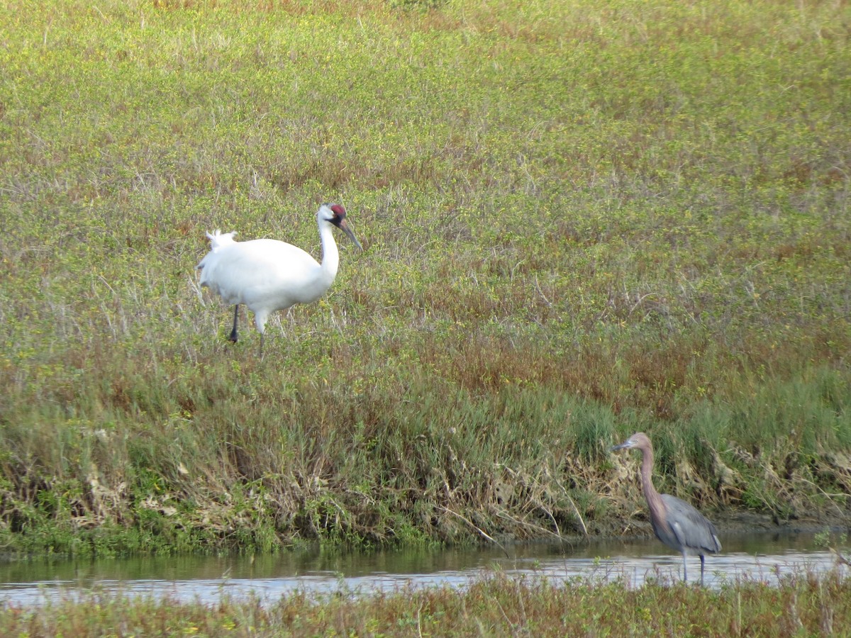 trompettrane - ML646321157