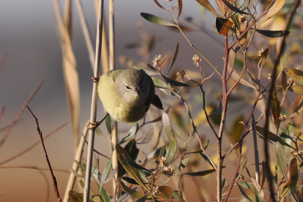 Orange-crowned Warbler - ML646321158
