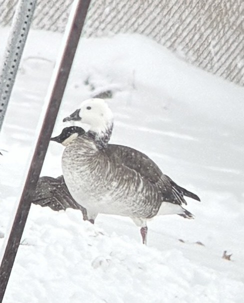 Snow x Canada Goose (hybrid) - ML646321159
