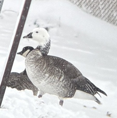Snow x Canada Goose (hybrid) - ML646321160