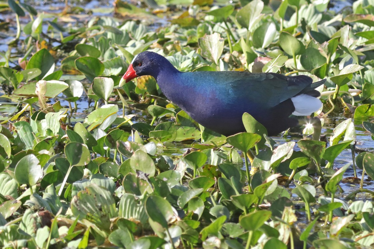 Малая султанка - ML646321161