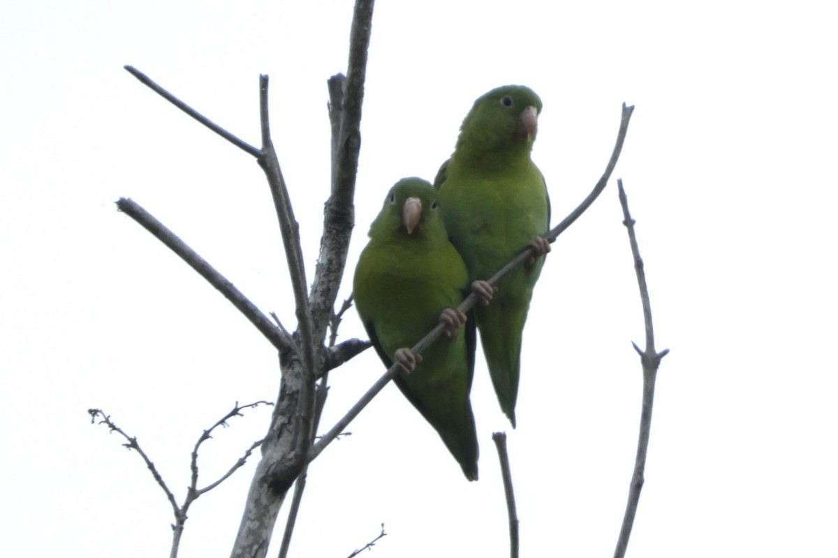 ミドリインコ - ML646321162