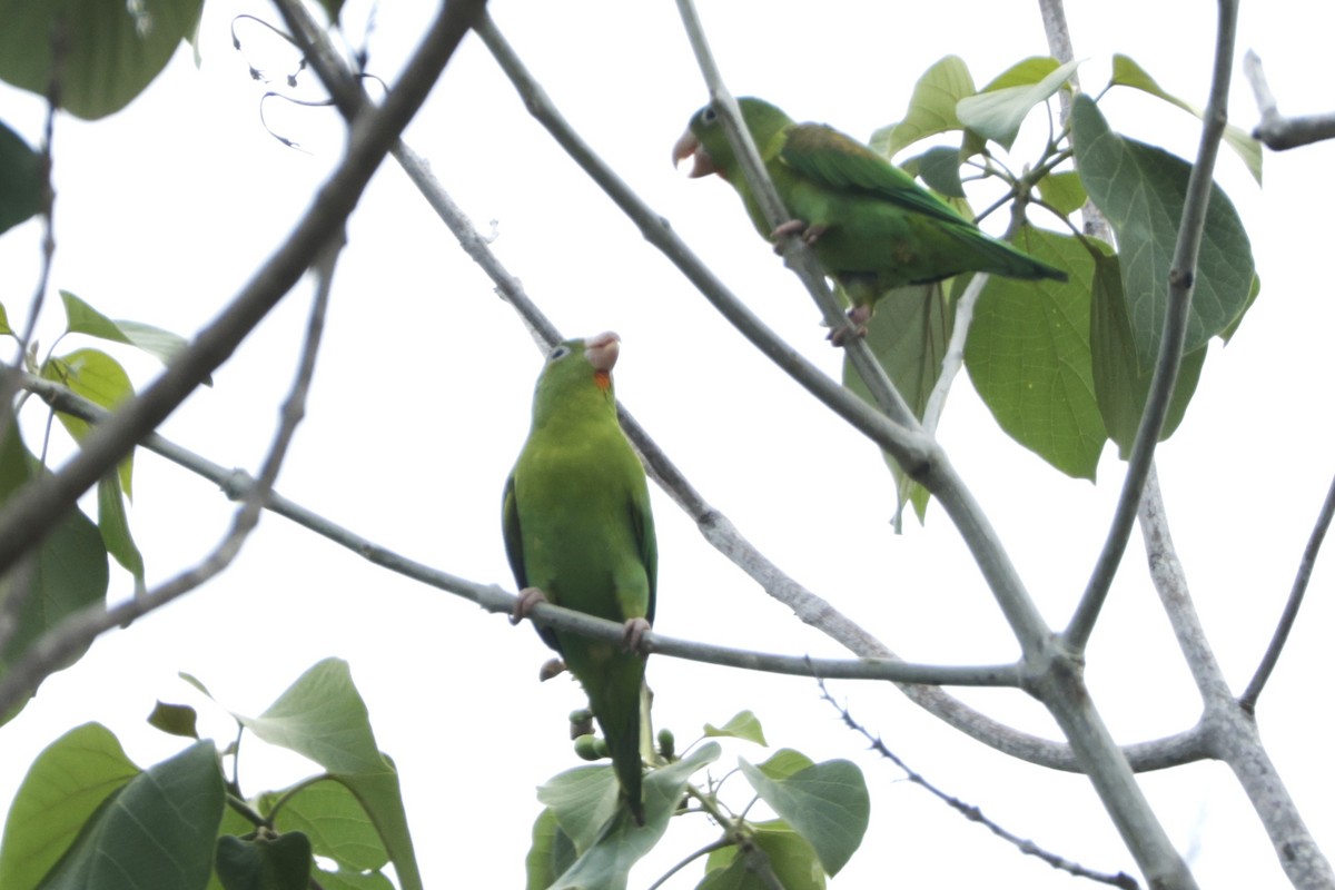 ミドリインコ - ML646321163