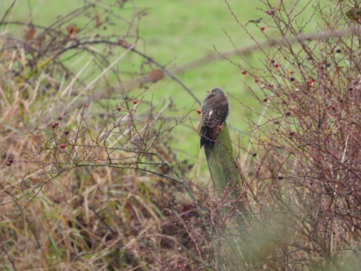 Northern Flicker (Red-shafted) - ML646321164