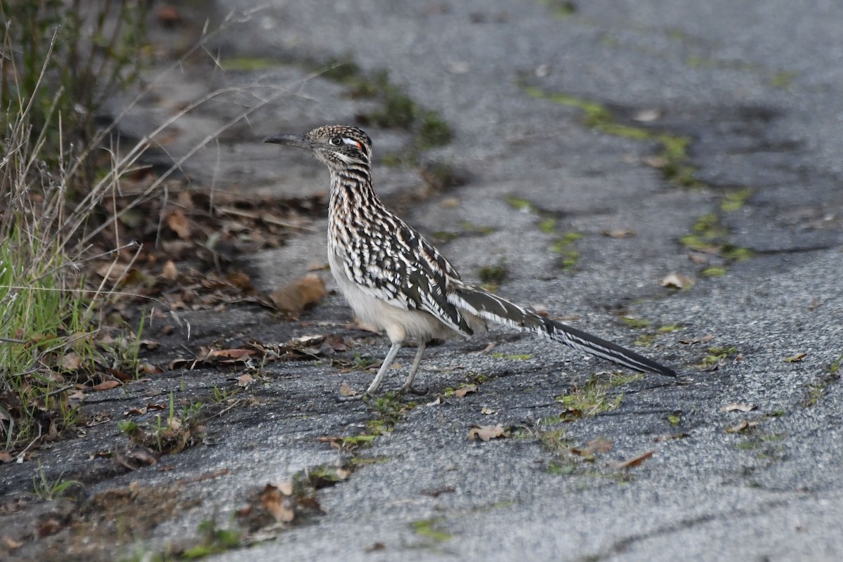 Greater Roadrunner - ML646321171