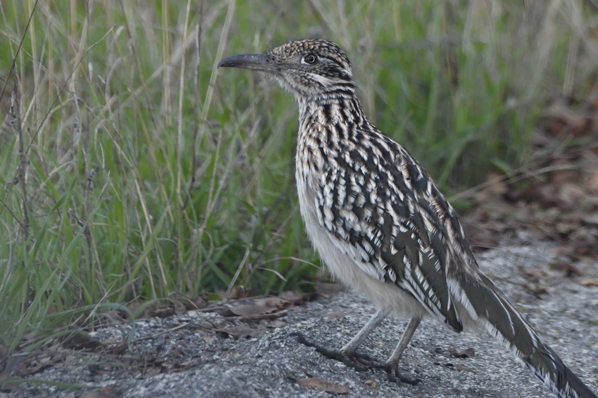 Greater Roadrunner - ML646321172