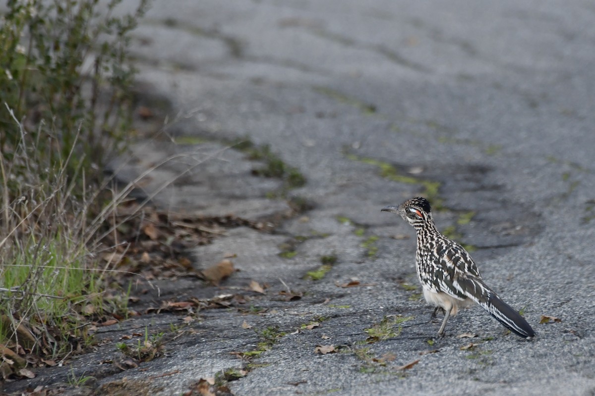 Greater Roadrunner - ML646321173