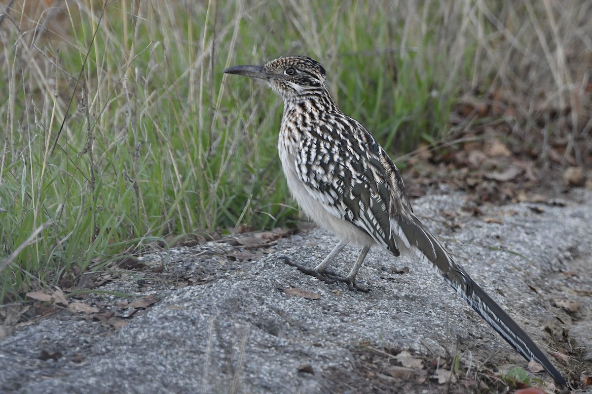 Greater Roadrunner - ML646321174