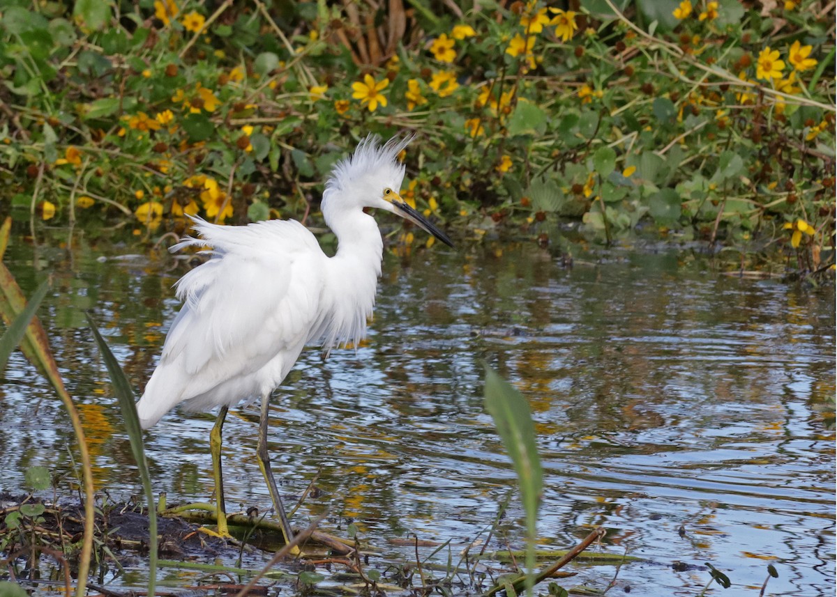 Snowy Egret - ML646321177