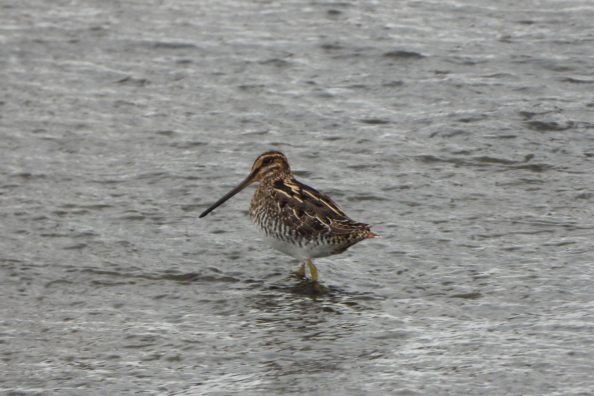 Wilson's Snipe - ML646321182