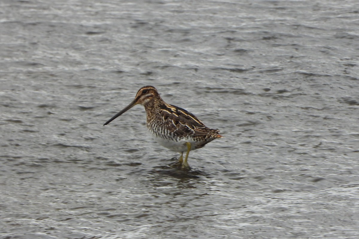 Wilson's Snipe - ML646321183