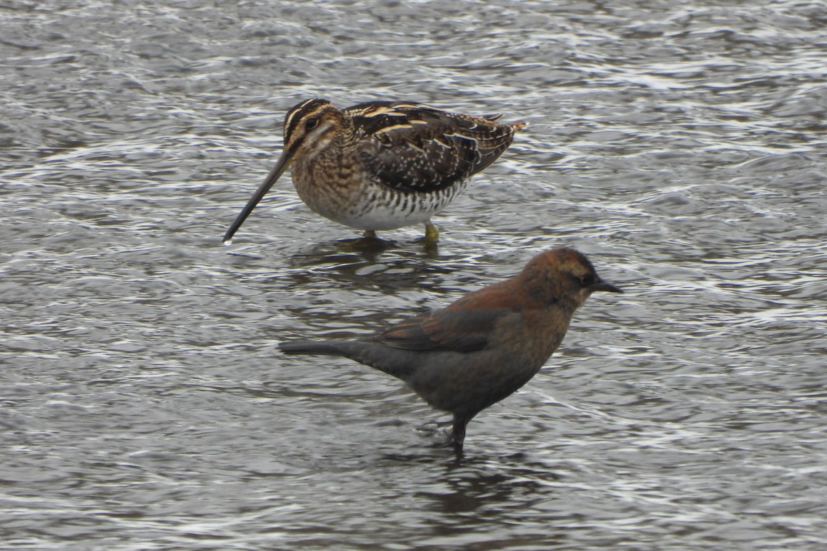 Wilson's Snipe - ML646321184