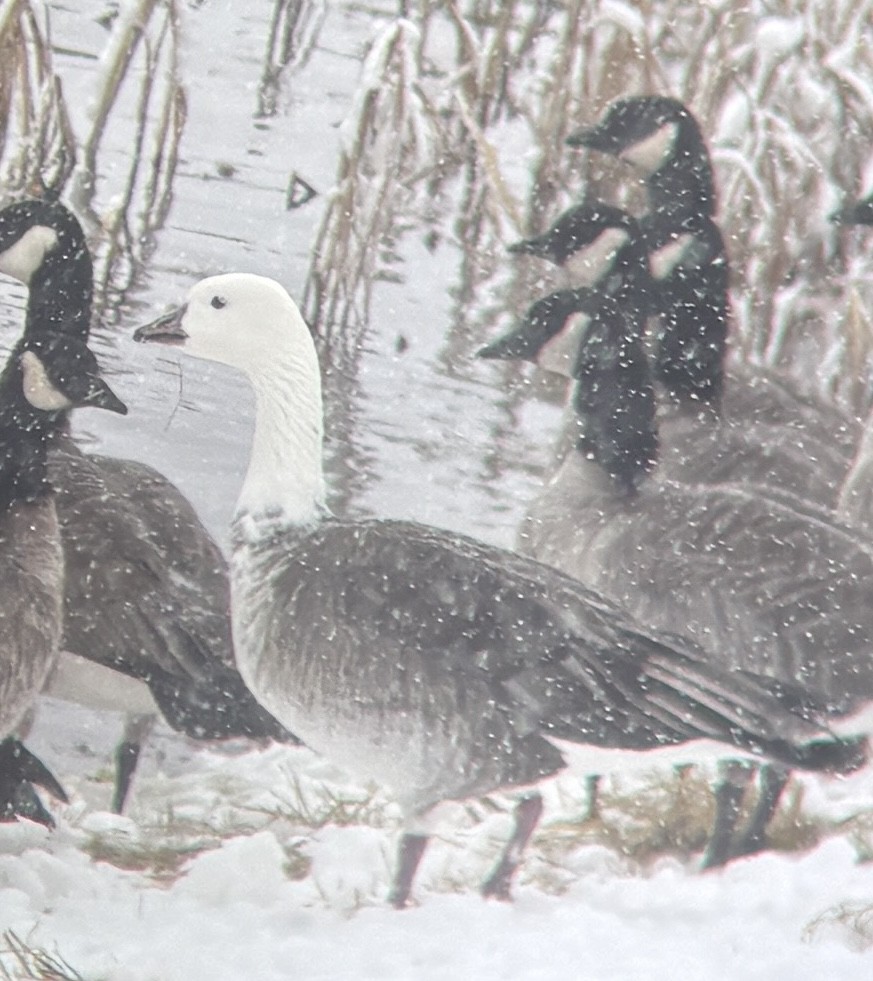 Snow/Ross's x Cackling/Canada Goose (hybrid) - ML646321188