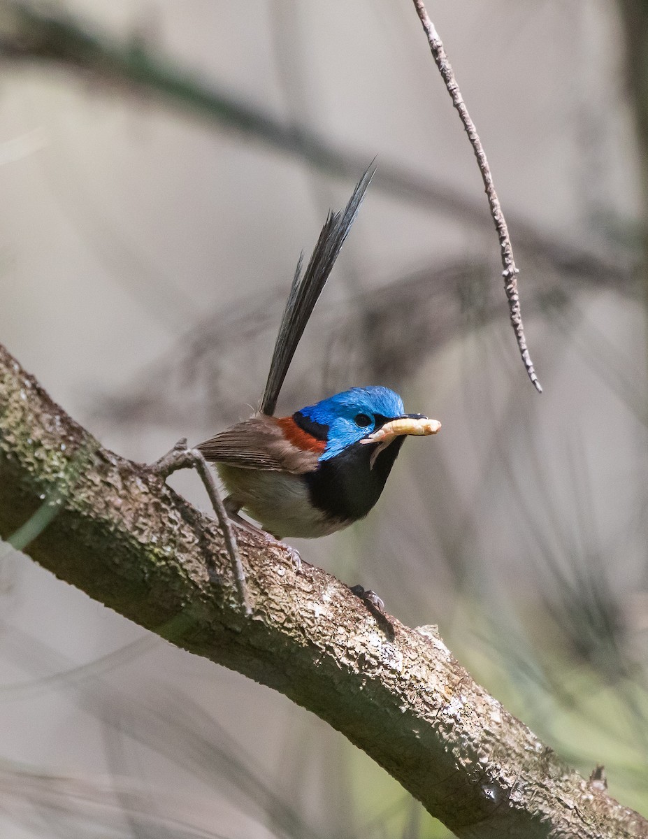 Variegated Fairywren - ML646321197
