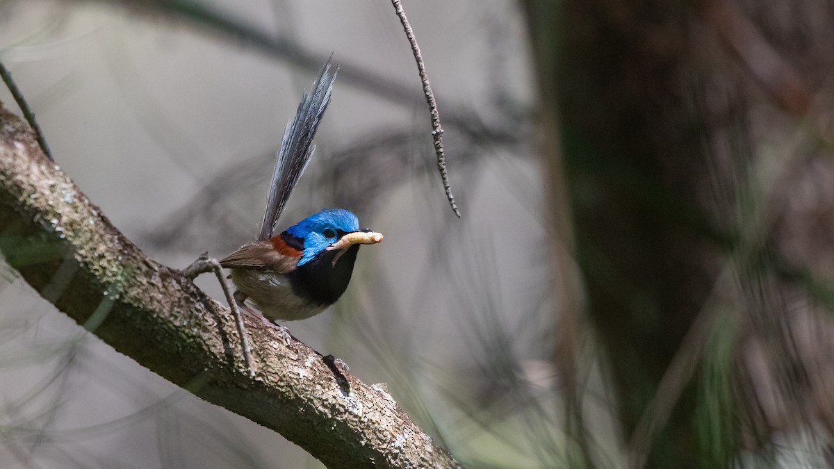 Variegated Fairywren - ML646321198