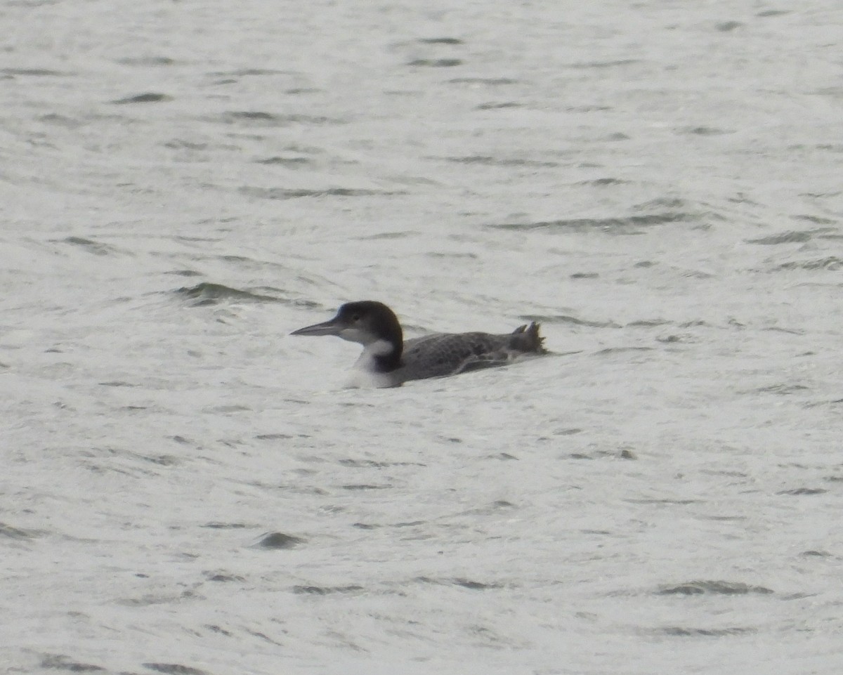 Common Loon - ML646321199