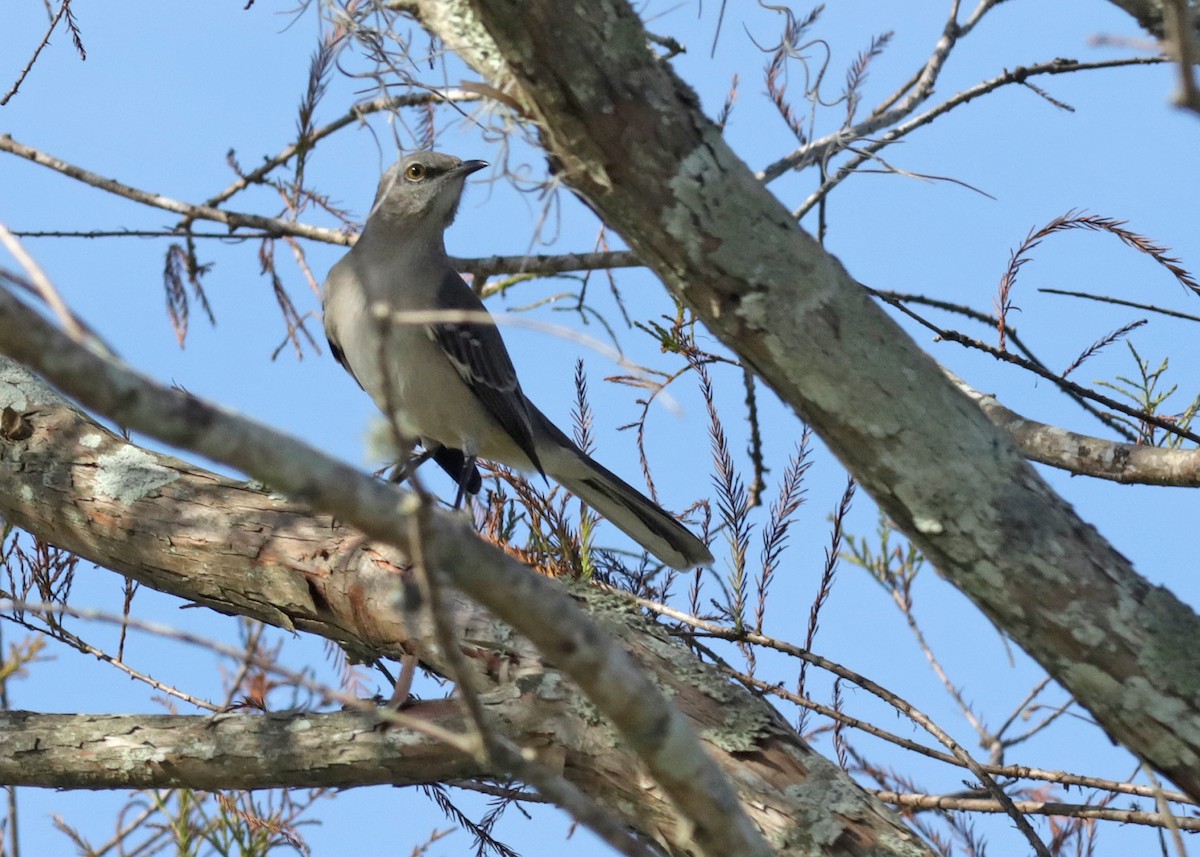 Northern Mockingbird - ML646321200