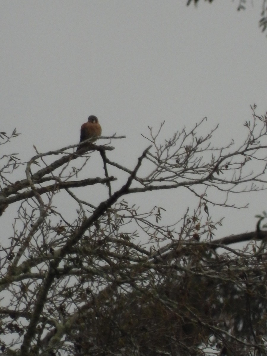 American Kestrel - ML646321201