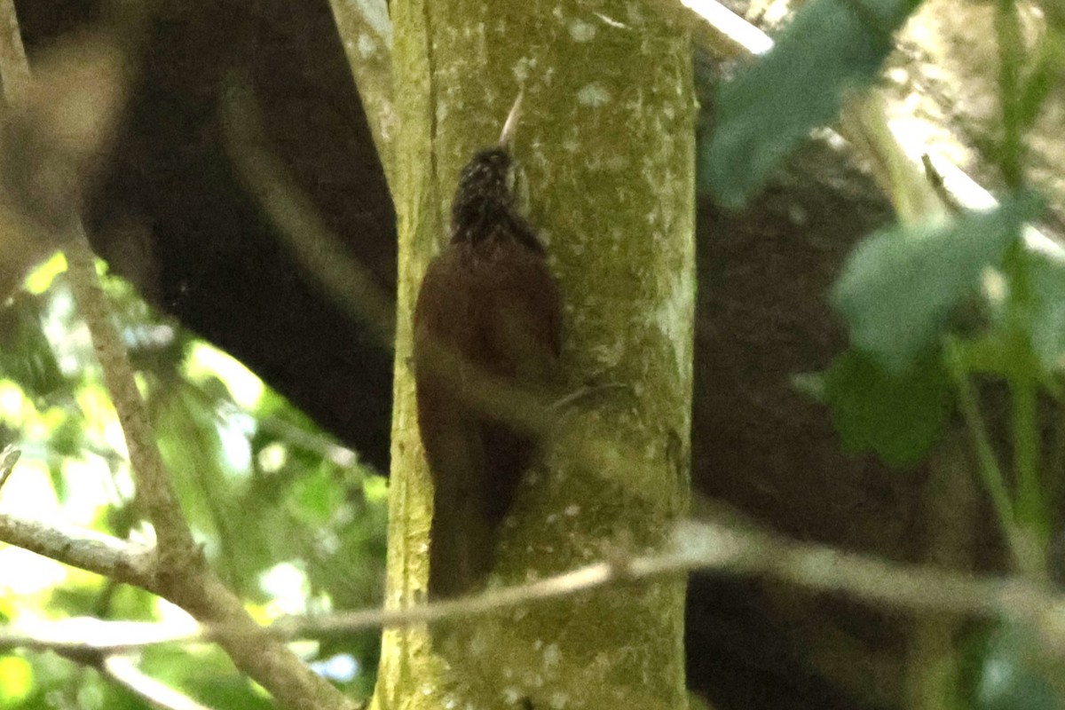 ケンハシオニキバシリ - ML646321203