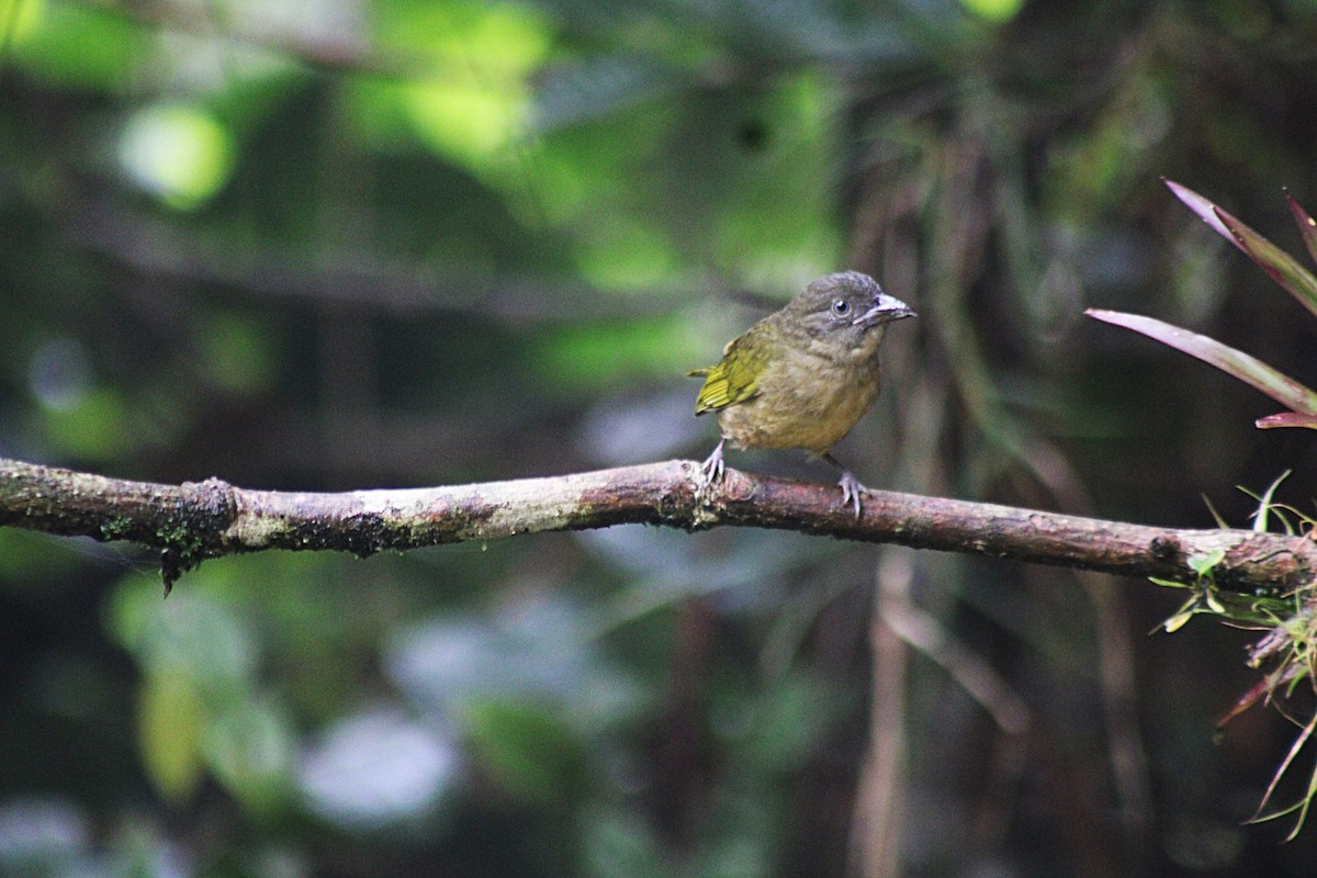 Ochre-breasted Tanager - ML646321206