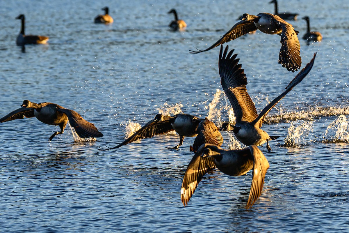 Canada Goose - ML646321208
