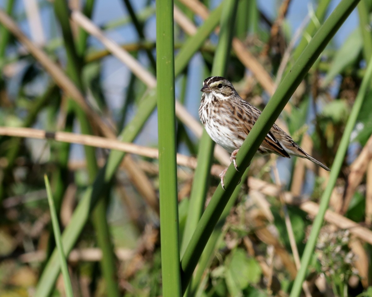 Savannah Sparrow - ML646321210