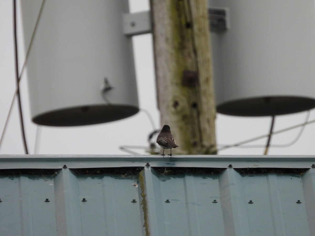 Black Phoebe - ML646321212