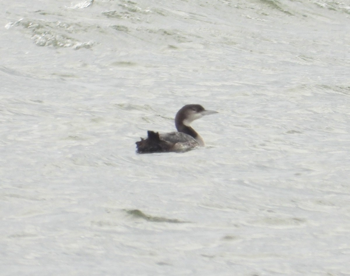 Common Loon - ML646321213