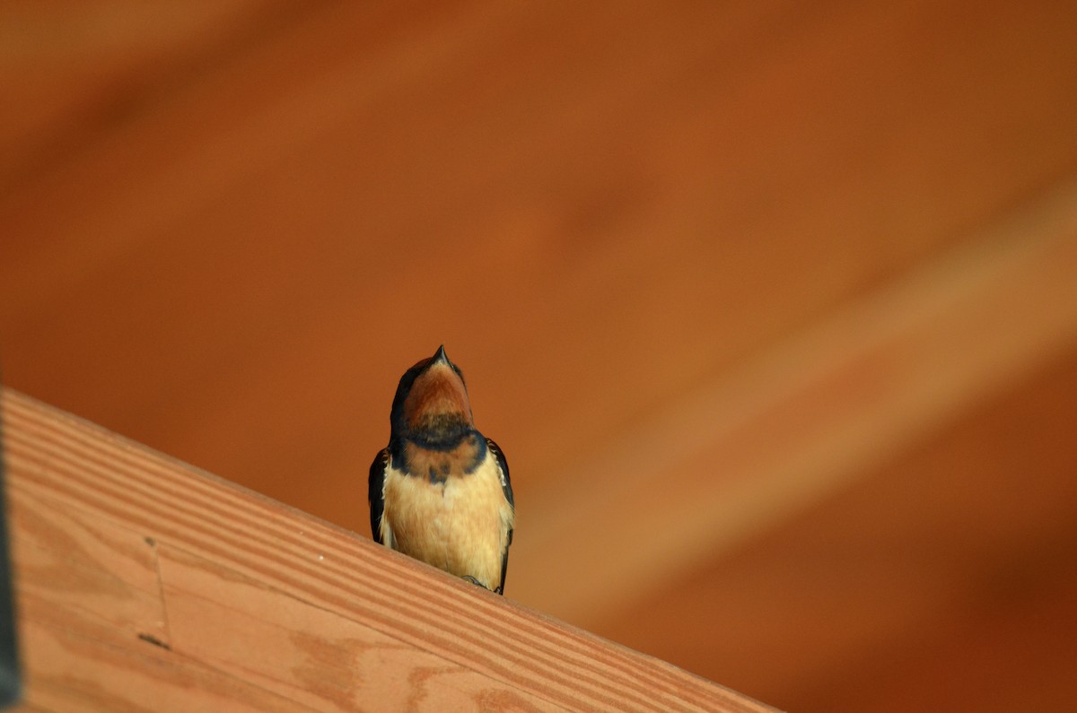 Barn Swallow - ML646321216