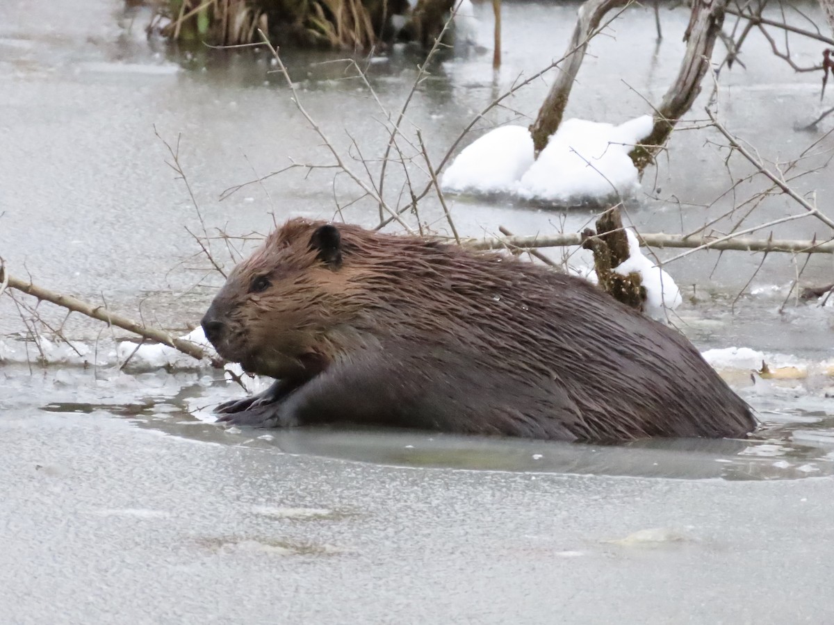 American Beaver - ML646321217