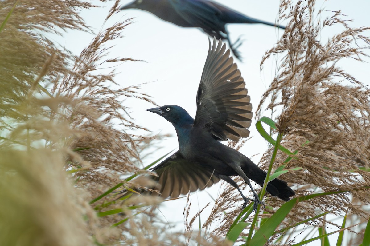 Common Grackle - ML646321218