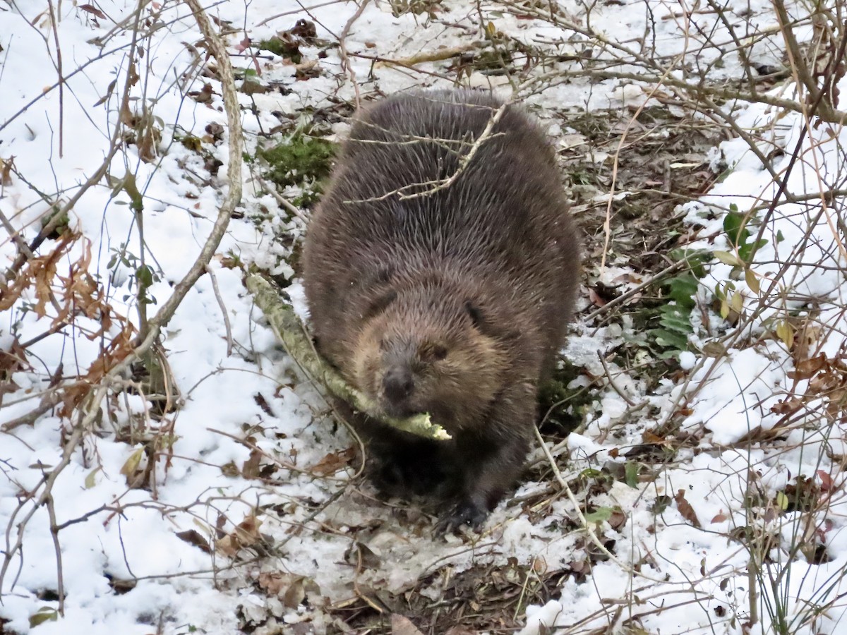 American Beaver - ML646321219