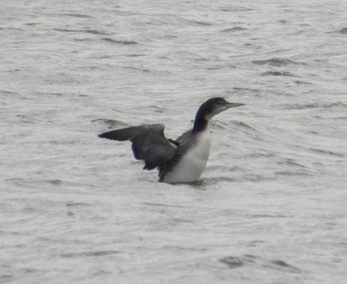 Common Loon - ML646321220