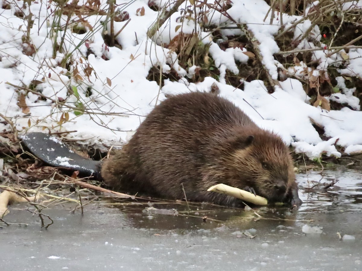 American Beaver - ML646321221