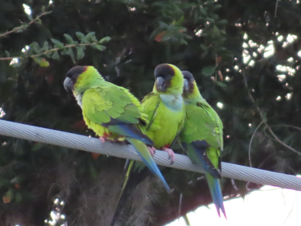 Nanday Parakeet - ML646321222