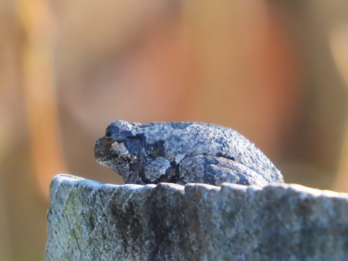 Gray Treefrog - ML646321224
