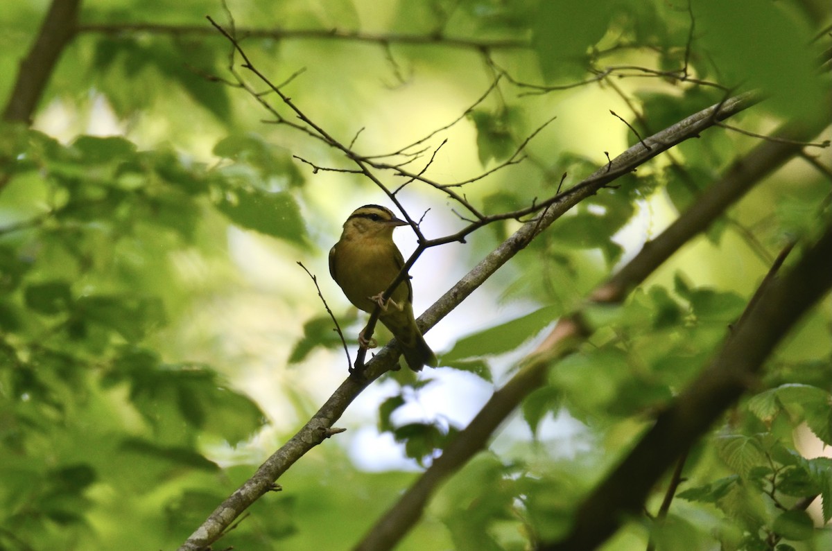 Worm-eating Warbler - ML646321225