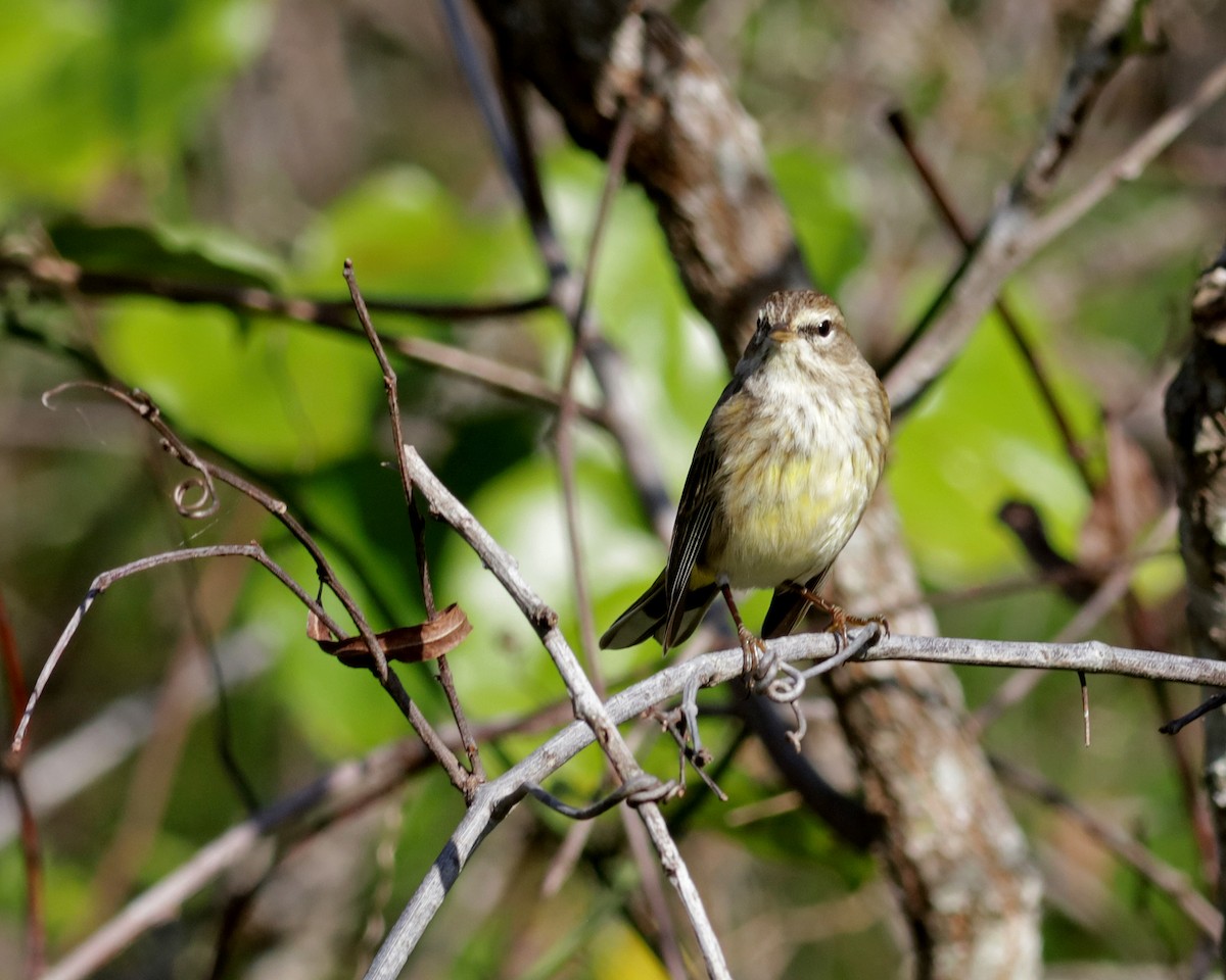 Palm Warbler - ML646321230