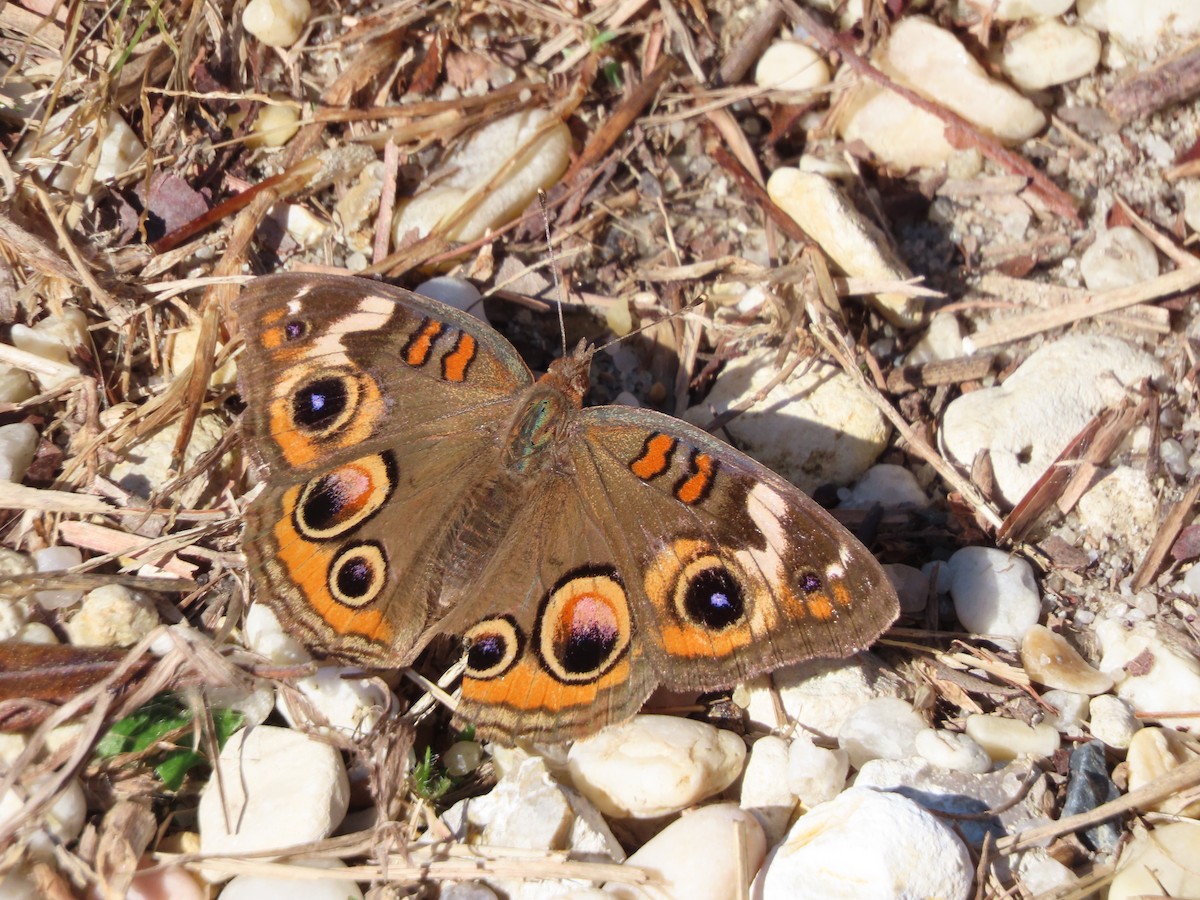 Common Buckeye - ML646321231